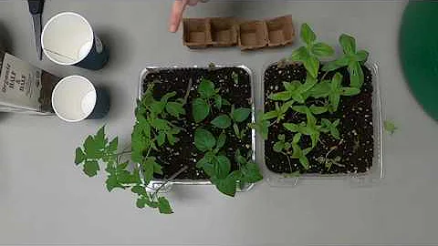 Transplanting into Larger Containers