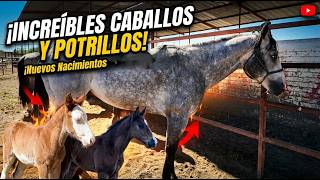 CABALLOS CUARTO DE MILLA GENÉTICA DE CALA Y COLAS🐴🇲🇽👍😉