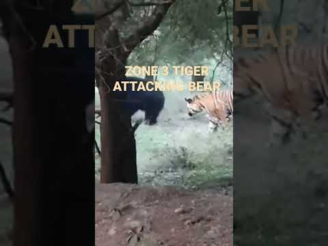 RANTHAMBORE NATIONAL PARK ZONE 3 TIGER ATTACKING BEAR FOR BOOKING CONTACT 9351815609