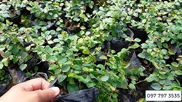 Bán buôn cây vảy ốc, cây thằn lằn bò 0977973535