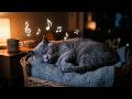 Cat & owner sleep music 🐱🎹 10 hours of soft piano for a peaceful night together