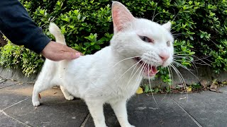 A white cat with blue eyes spoke to a human in a cute voice.