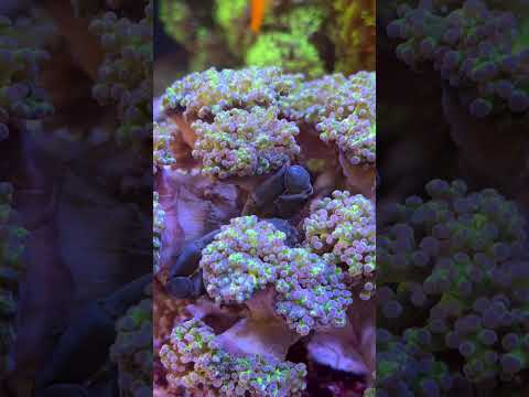 These emerald crabs! #Reef #fish #reeftank #aquarium #saltwater #coral #shorts #fyp