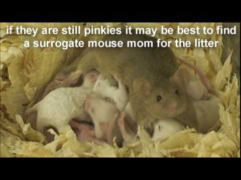 Raising a Baby Mouse 8/10 Large Litter, Respiratory Problems