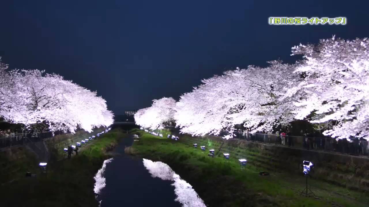 野川 の 桜 ライト アップ