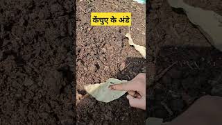 केंचुए के अंडे देखिए जो के केचुओ को बढ़ने में सहायता करते हैं | वर्मी कंपोस्ट