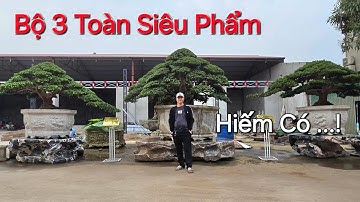 TỨC TỐC về ngày Nam Định để TẬN MẮT CHIÊM NGƯỠNG * BỘ 3 TÙNG QUÝ - Cây nào cũng là SIÊU PHẨM * .