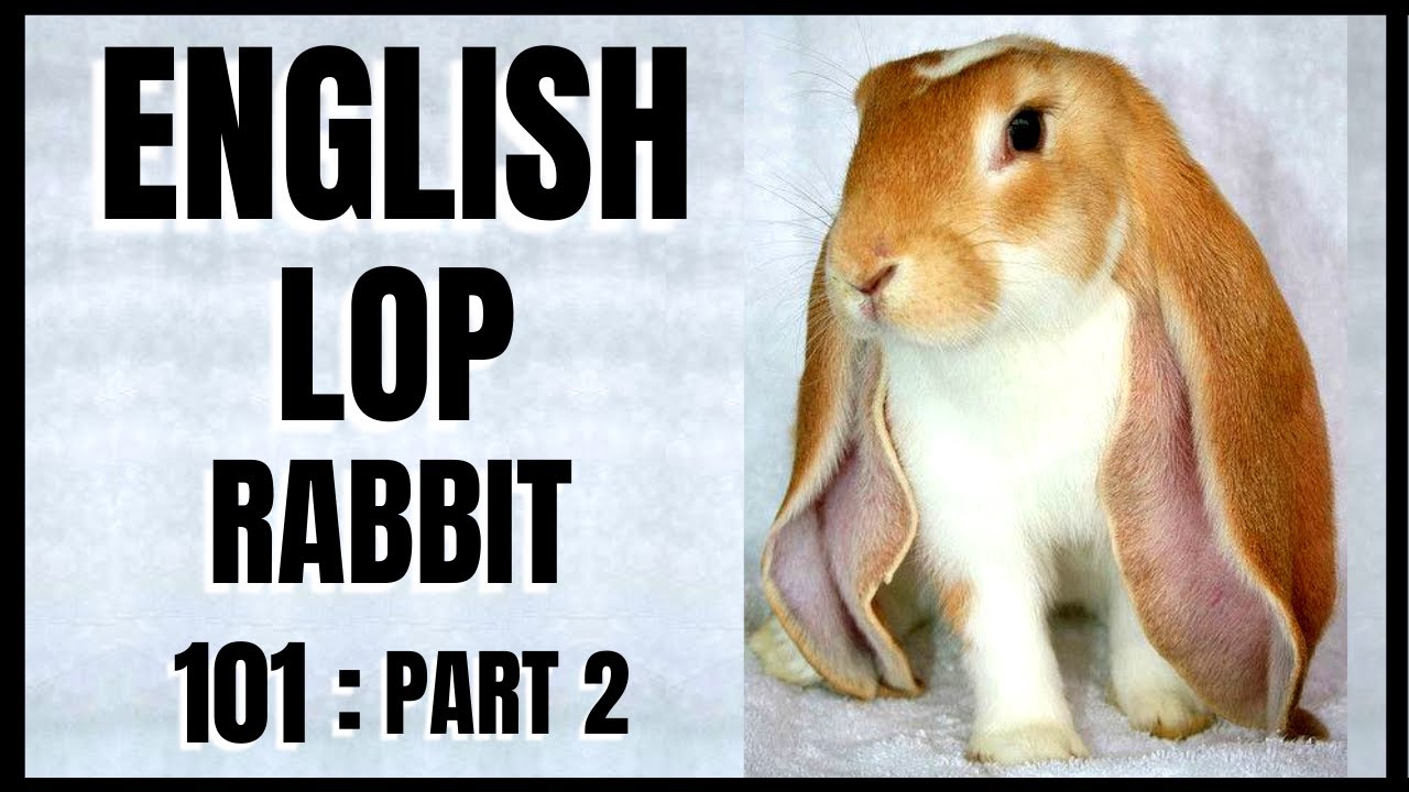 What do we known about rabbit. Английский язык рисунок rabbit. Описание кролика на английском. Английский кролики уроки. Joan holub.