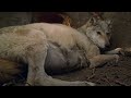 Волчица не могла разродиться. Она тяжело дышала и по телу у нее шел озноб..