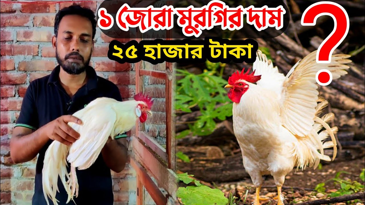 Fancy chicken Price in Bangladesh fancy chicken price in bd and India