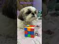 Mein to itna cute huu#shitzu #pets #daisysvlog #cutepet #cutepuppy #funny #like