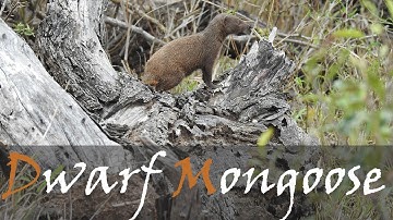 Common Dwarf Mongoose (Helogale parvula) Animal Video | Foraging Mongooses | Stories Of The Kruger