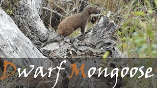 Common Dwarf Mongoose (Helogale parvula) Animal Video | Foraging Mongooses | Stories Of The Kruger