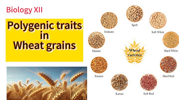 Polygenic Inheritance | Polygenic traits in plant(wheat colour) | Biology XII