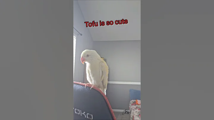 @white_and_fun  12/08/2025 #parrot  #indianringneck #talkingparrot #shorts #Tofuindianringneck