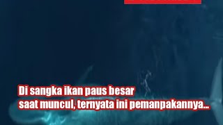 di sangka ikan paus besar | inilah penampakannya saat muncul di permukaan....
