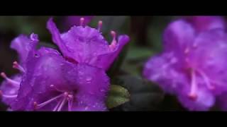 Download Lagu Nature - cinematic MP3