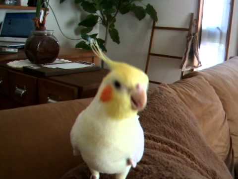 オカメインコのノリノリダンス  