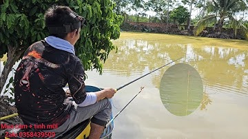 Fishing | Câu Đài | Tập 221 | Câu rô phi nước cạn Nghiện Câu TV