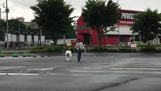 雨が上がったばかりの早朝のお散歩。大型ショッピングモールもまだ目覚めてましぇん。グレートピレニーズ・Great Pyrenees・我が家の王子様たち・超大型犬