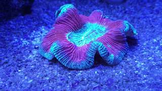 Tunze Wavebox 6208 Dalga Motoru & Deniz Akvaryumutunze Wavebox 6208 And Marine Aquarium