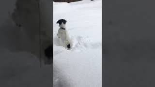 Papillon/Japanese Chin Snow Day in January 2024