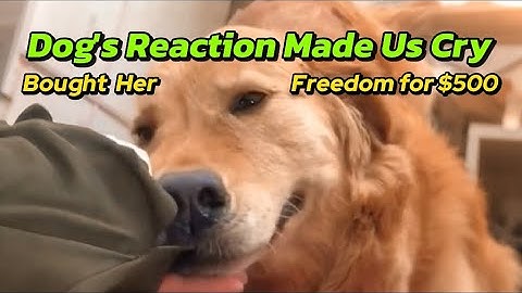 Dog's Rescue From Abusive Owner. Paid $500 for a Priceless life