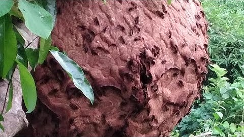 Những tổ ong chân vàng cuối mùa còn sót lại trong rừng già # End of season wasp nests