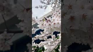 【さくら】隅田川の桜/Cherry Blossoms in Japan/Cherry Blossoms at Sumida river（Tokyo）#shorts #sakura