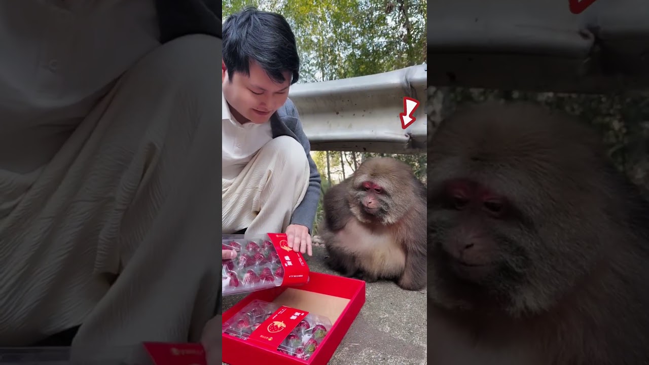 Мальчик подарил этой грустной обезьянке коробку… Посмотрите, что будет 😳 