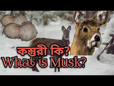 ভিডিও: কে পুডু হরিণ