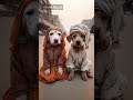 I raised the puppy and in the end it became like this - Mirror Flip AI