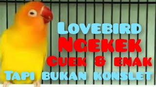 Cara Membuat Lovebird Ngekek Cuek Enak Tapi Bukan Konslet..