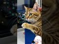 When Your Cat Falls In Love With Your New Gadget 🐱💙#CatMoments #FurryFriends #PetLovers #OrangeCat