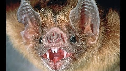 ENG 2. The intriguing dynamics of cooperation