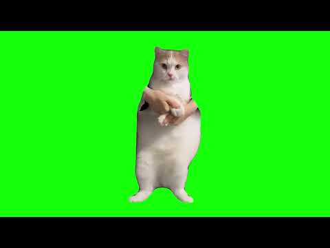 Cat Dancing to EDM - Green Screen
