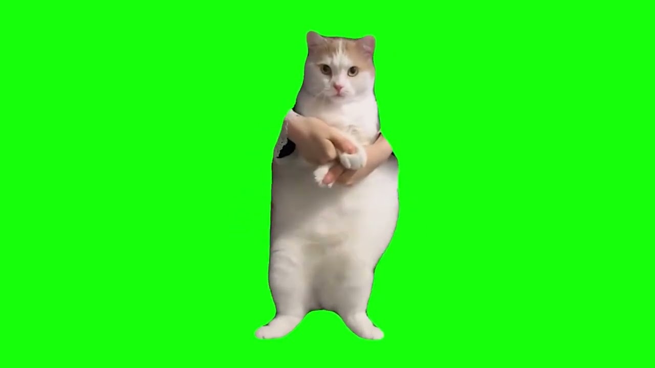 Cat Dancing to EDM   Green Screen