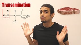 Overview on Amino acid metabolism  شرح بالعربي لمصير الأمينو أسيد