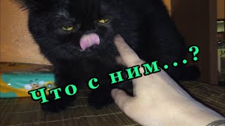 Ужасные болячки у моего кота экзота/Что дальше?/Привет на Кубань и в Дмитров...🎈😘 Ужасные болячки у моего кота экзота/Что дальше?/Привет на Кубань и в Дмитров...🎈😘