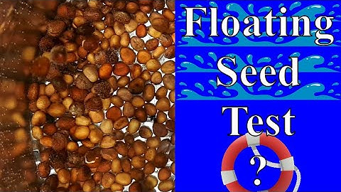 Seed Germination - Testing The Floating Seed Test