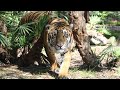 Circus Tiger's Story To A Happier Life