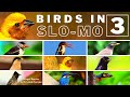 Birds in slow motion  part 3  winged beauties  dr lokesh tamgire