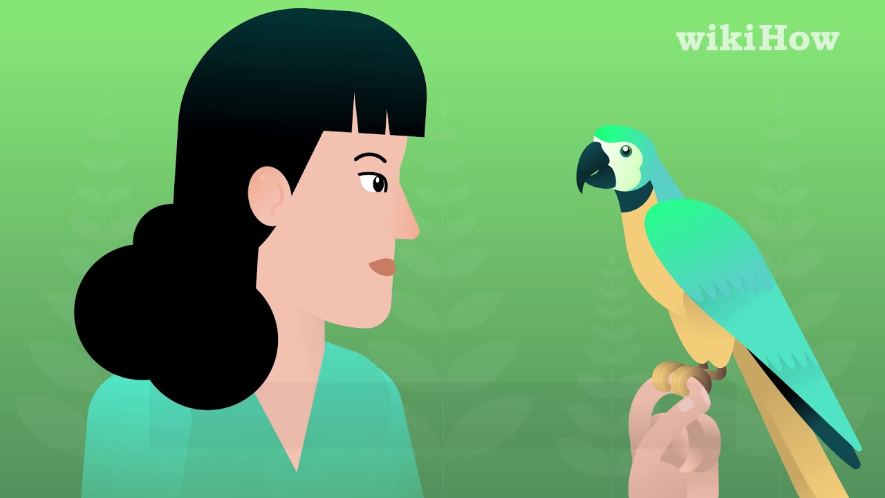 How To Teach Your Bird To Talk YouTube How to teach your bird to talk youtube