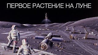 Первое растение на Луне: Новости высоких технологий