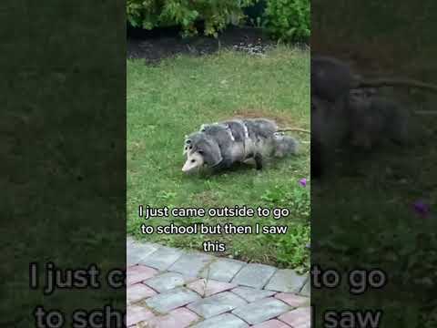 Videó: Tegye az Opossums-ot a kutyáknak?