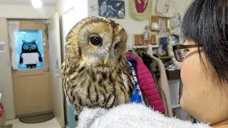 Japan's Owl Cafe - Incredible!