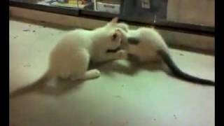 CUTE KITTIES FIGHTING IT OFF!!!