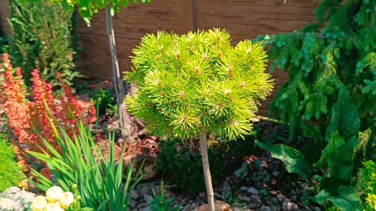 Сад в серпні. 6.08.2025