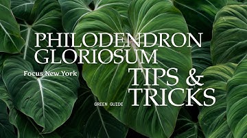 Philodendron Gloriosum Care Guide. Rare, Velvet, and Surprisingly Easy