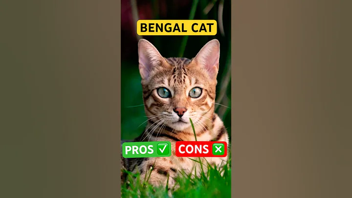 Video 7497981: bengal cat asian leopard, bengal mix cat, wild asian leopard cat, asian leopard cat domestic